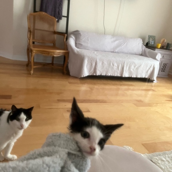 It’s been 1 year Farewell My Love, my best friend of 20yr s - Picture 5 of 9